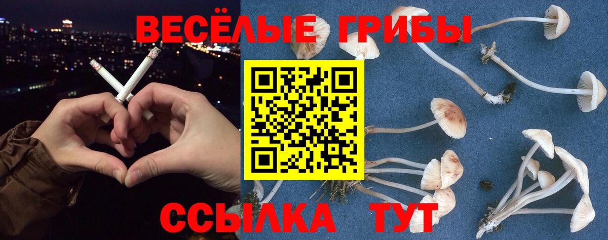 Сланцы  Псилоцибиновые грибы мухоморы  Галлюциногенные грибы Psilocybine cubensis  Вход с VPN 